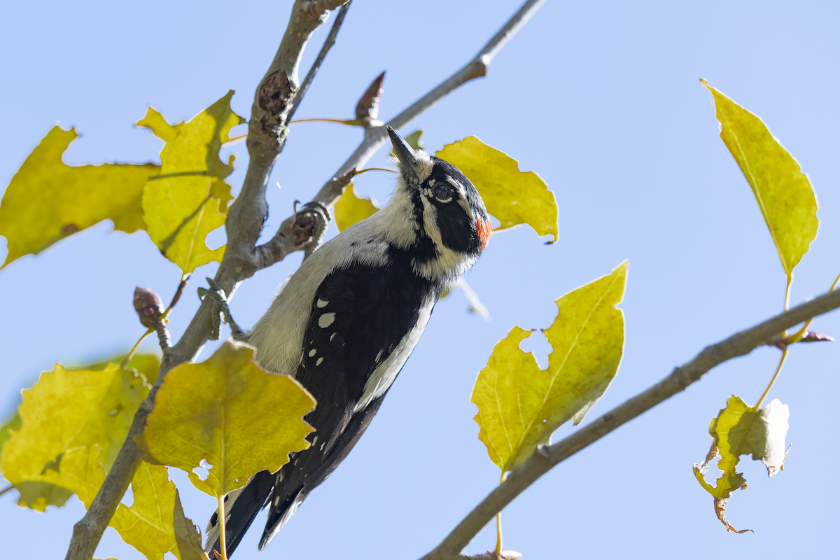 Downy Woodpecker - ML610052085