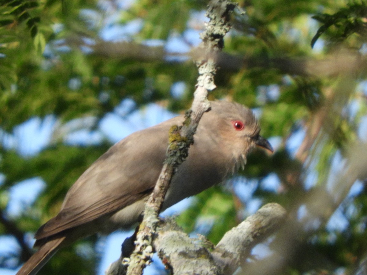 Ash-colored Cuckoo - ML610052126