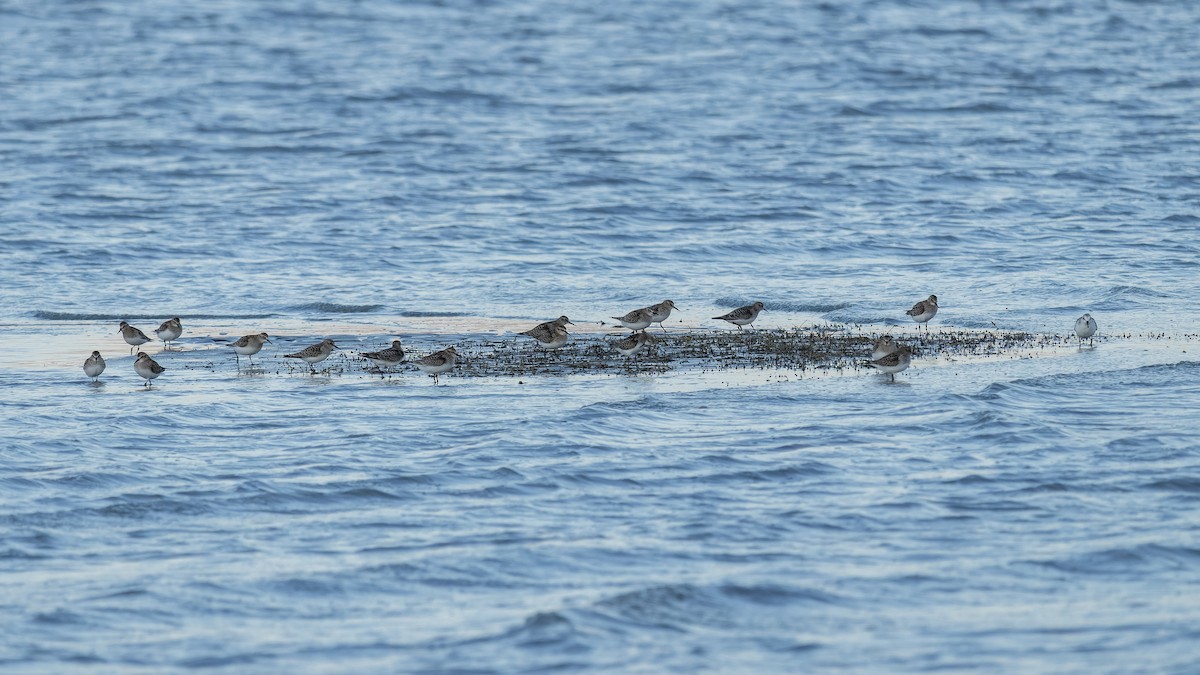 Baird's Sandpiper - ML610052140