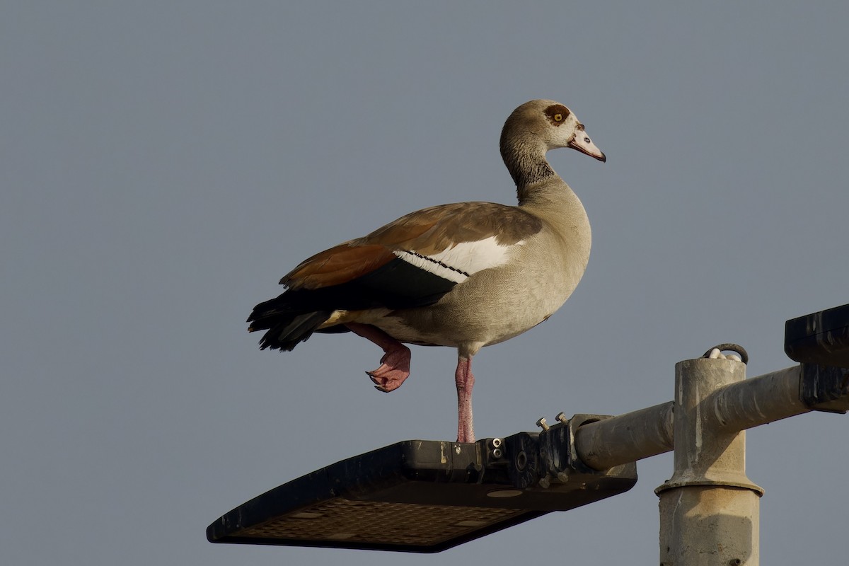 Egyptian Goose - Ted Burkett