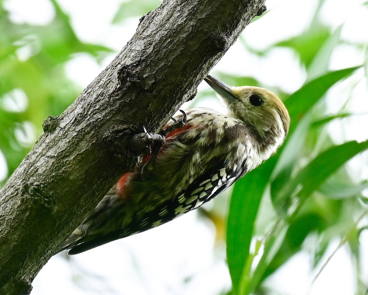 Yellow-crowned Woodpecker - ML610052270