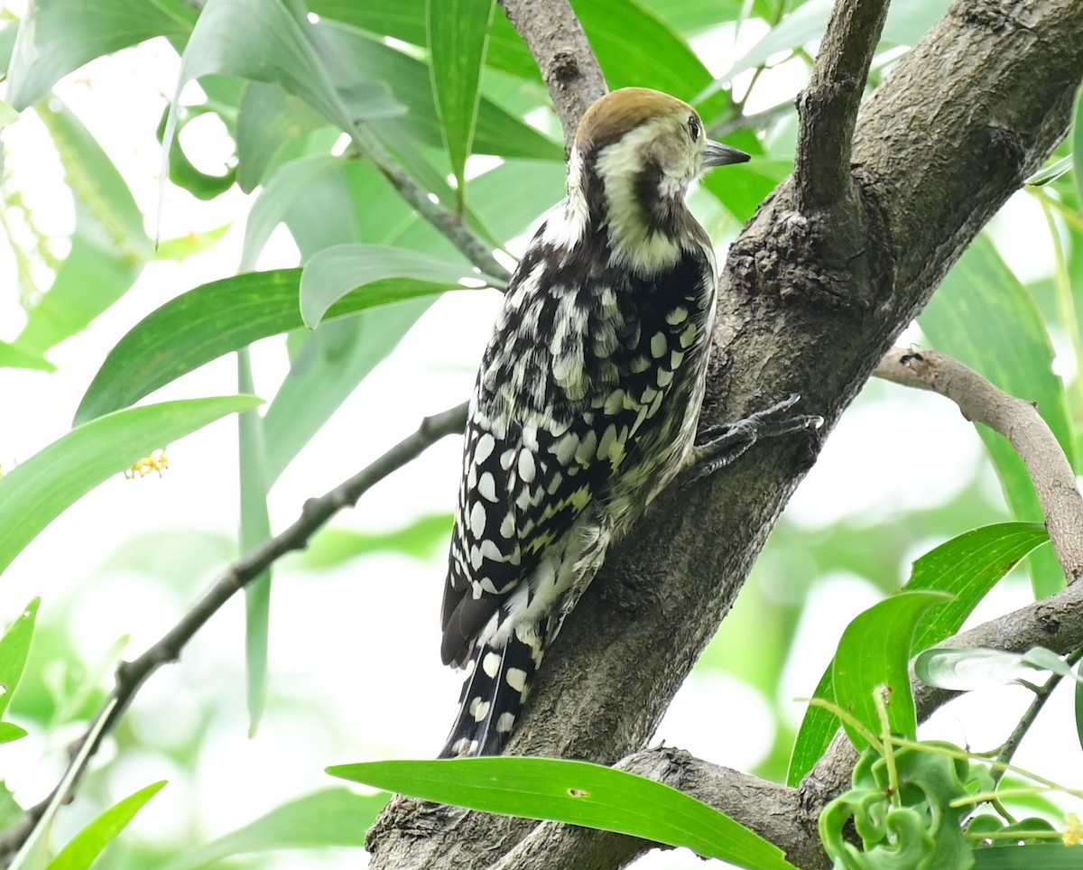 Yellow-crowned Woodpecker - ML610052286