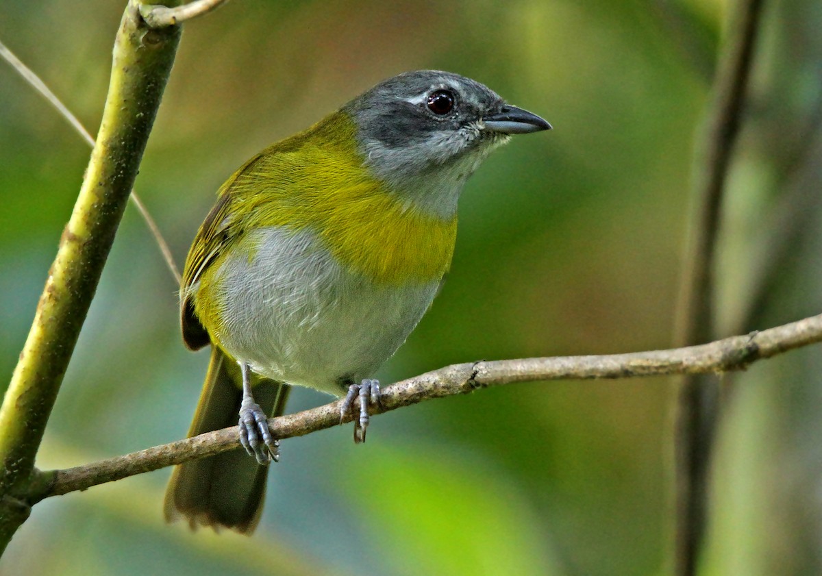 Ashy-throated Chlorospingus - Roger Ahlman