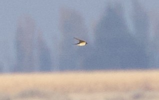 vlaštovka obecná - ML610052432