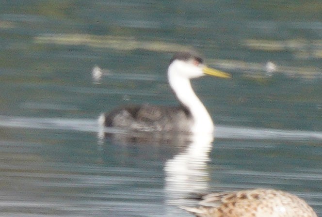 Western Grebe - ML610052433