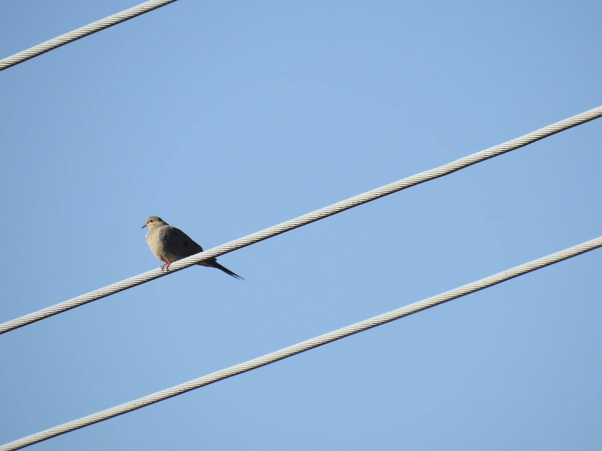 White-winged Dove - ML610052528