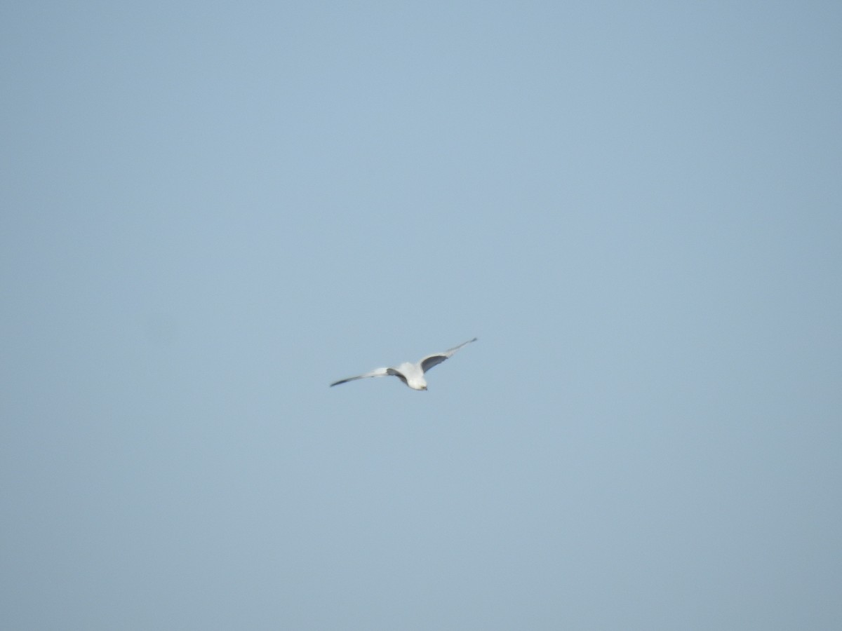 White-tailed Kite - ML610052537