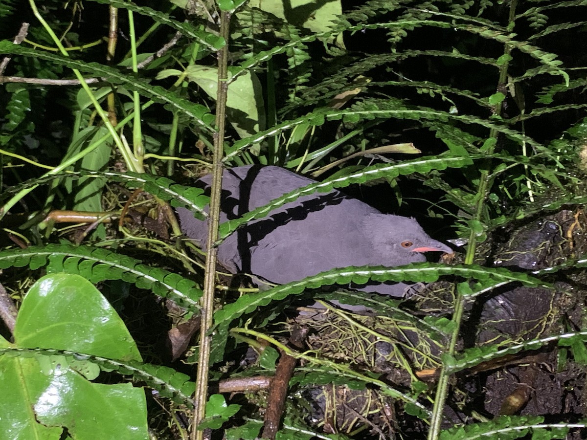 Berlepsch's Tinamou - ML610052539