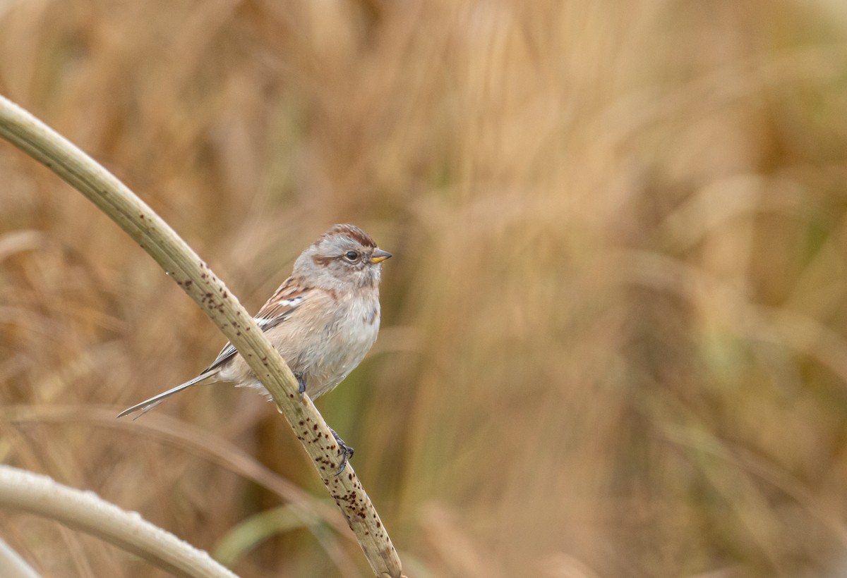 American Tree Sparrow - ML610052551