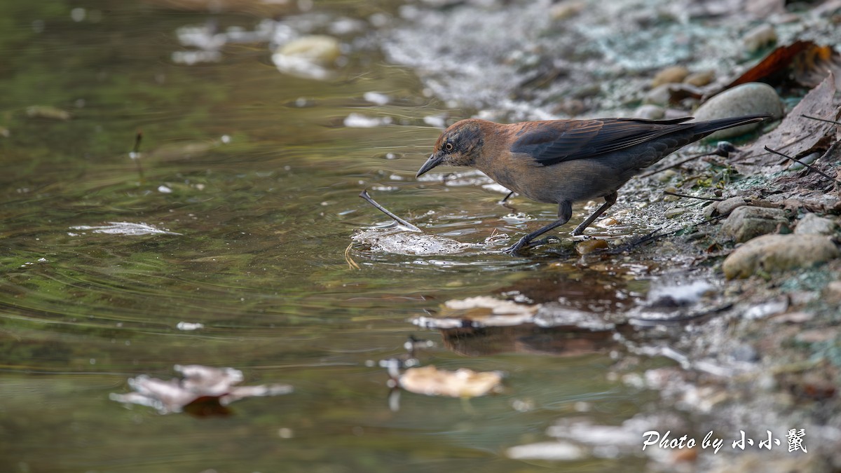 Rusty Blackbird - Hanyang Ye