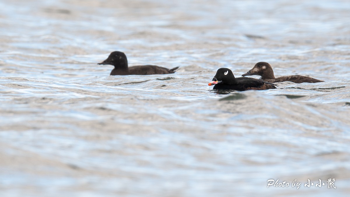 White-winged Scoter - Hanyang Ye