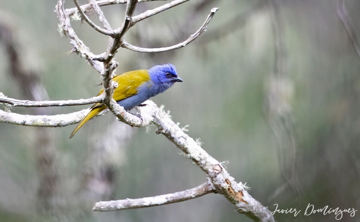 Blue-capped Tanager - Javier Fernando Dominguez Trujillo