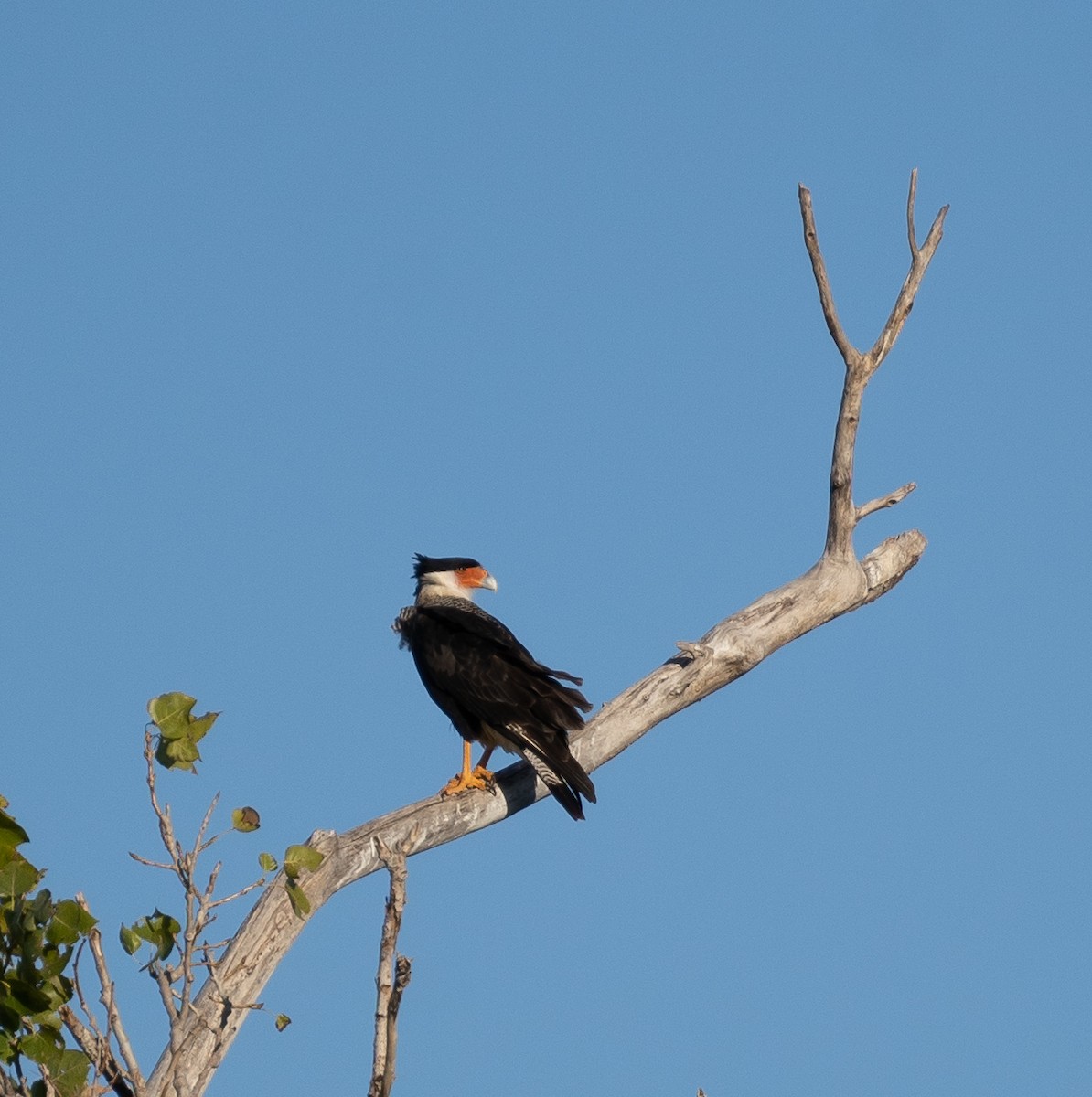 Crested Caracara - ML610052674