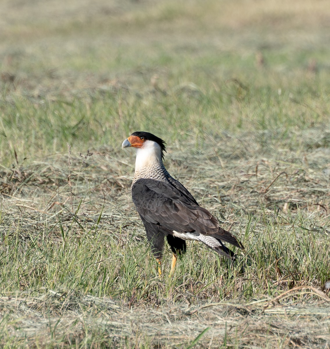 Crested Caracara - ML610052675