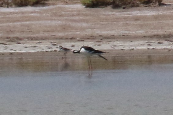 Wilson's Plover - ML61005281