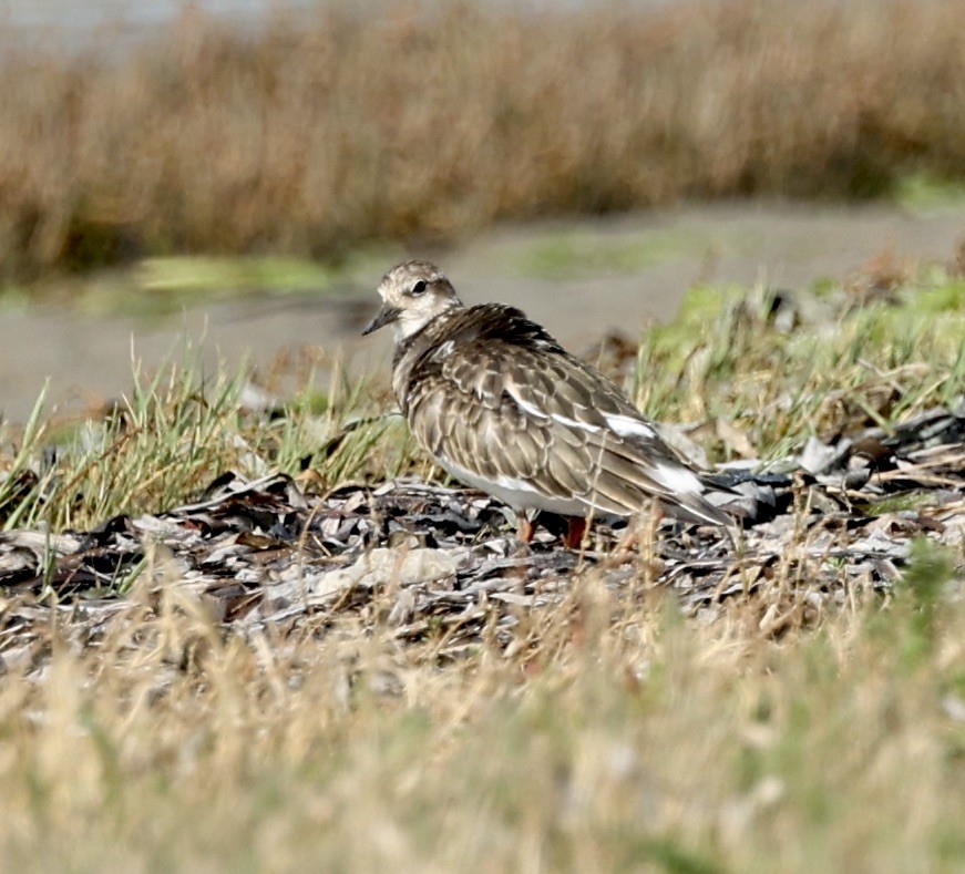 Ruddy Turnstone - ML610052849