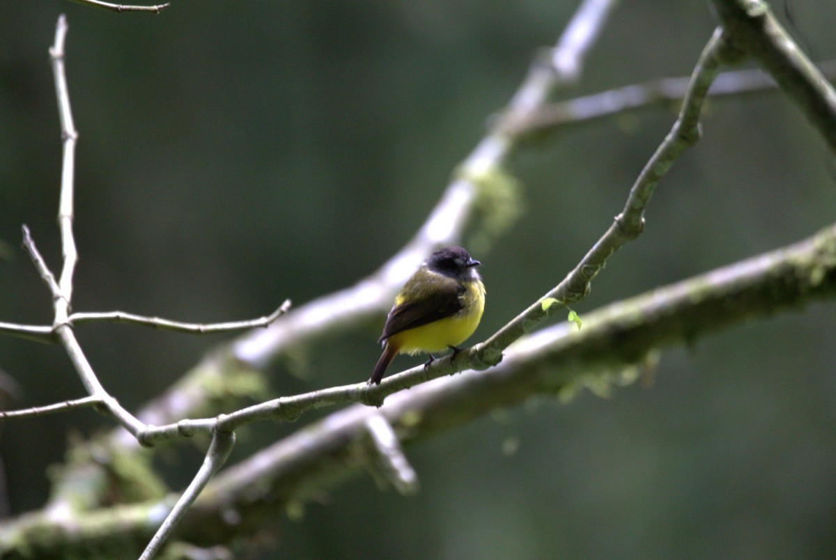 Yellow-bellied Chat-Tyrant - ML610052864