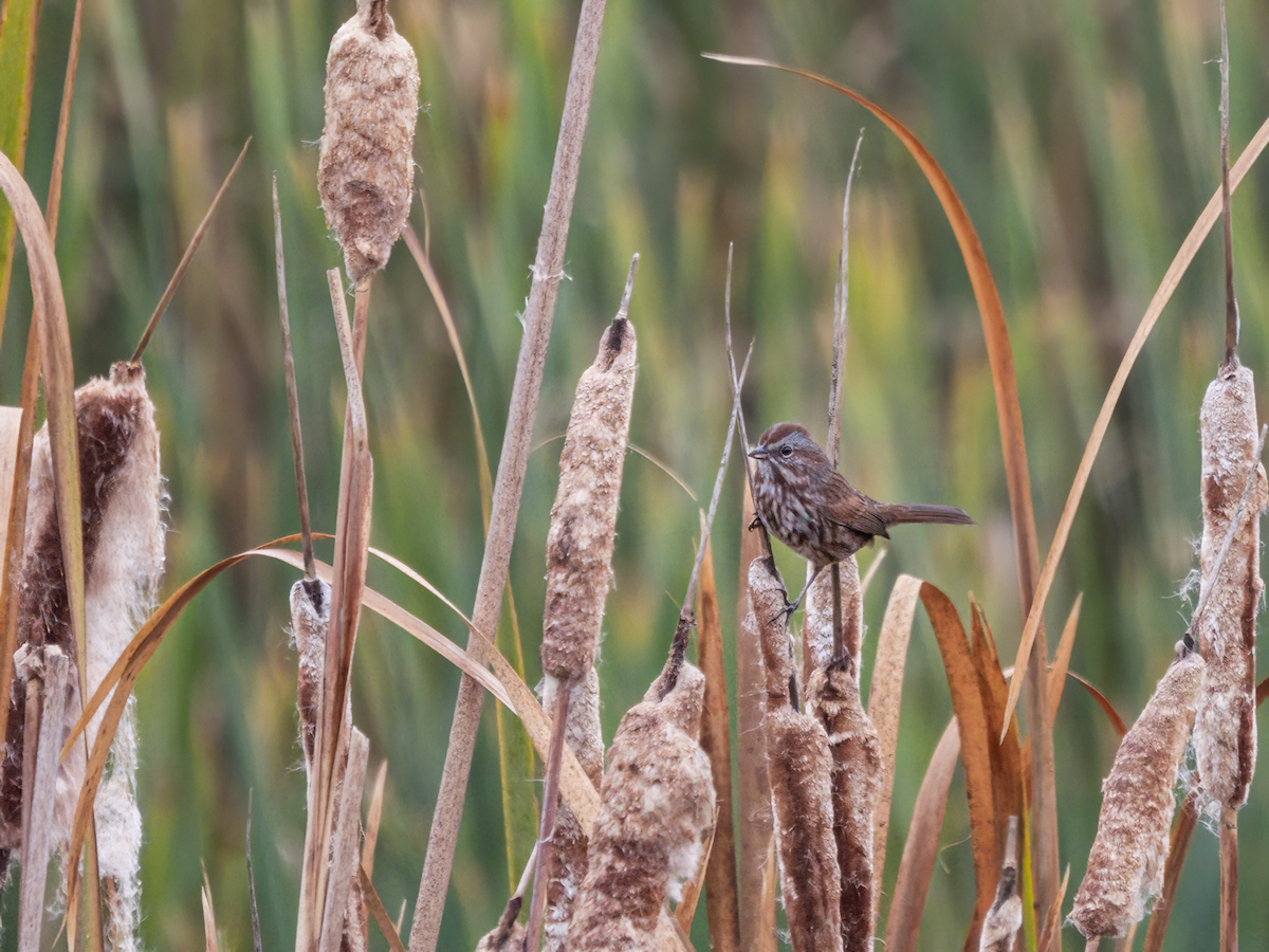 Song Sparrow - ML610052872