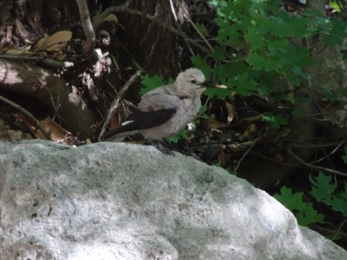 Clark's Nutcracker - ML610052887