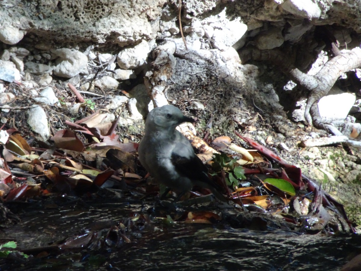 Clark's Nutcracker - ML610052888