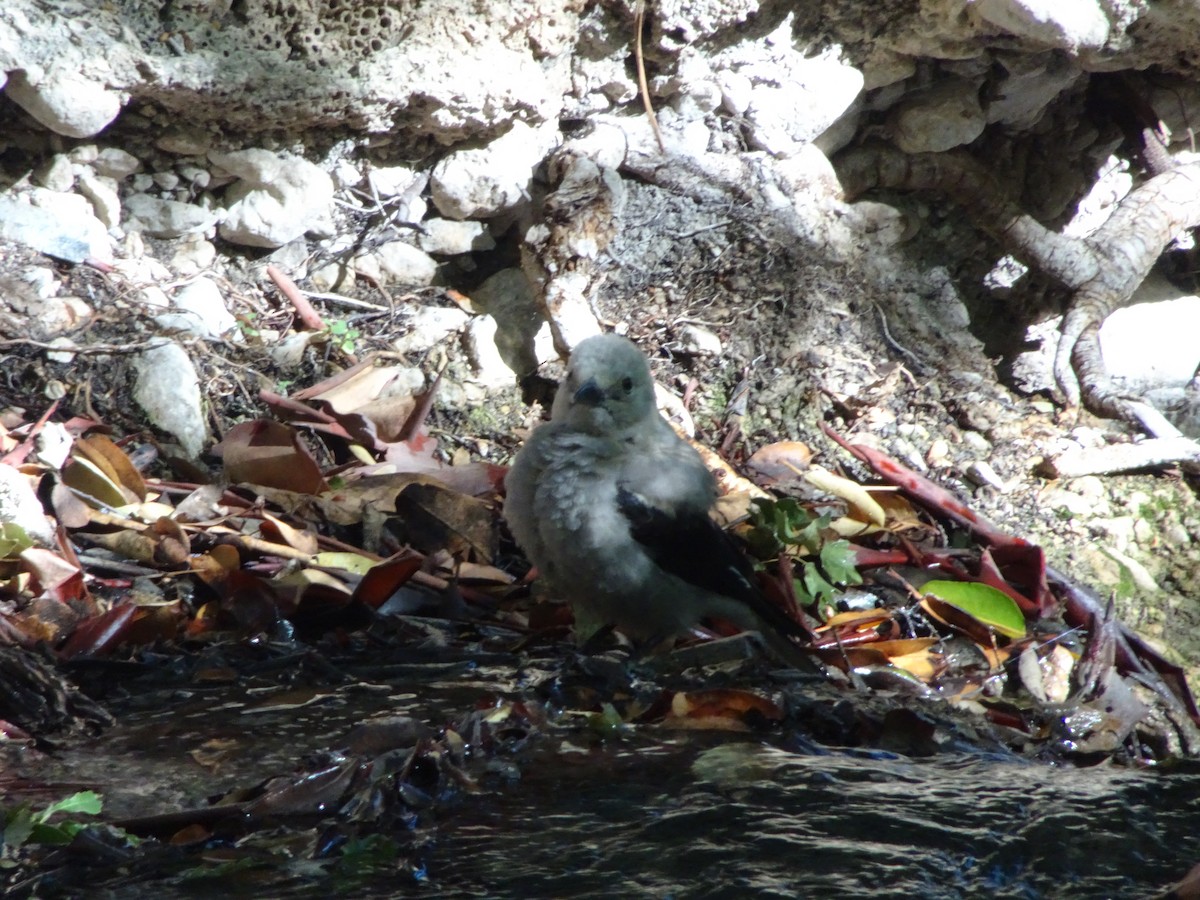 Clark's Nutcracker - ML610052889