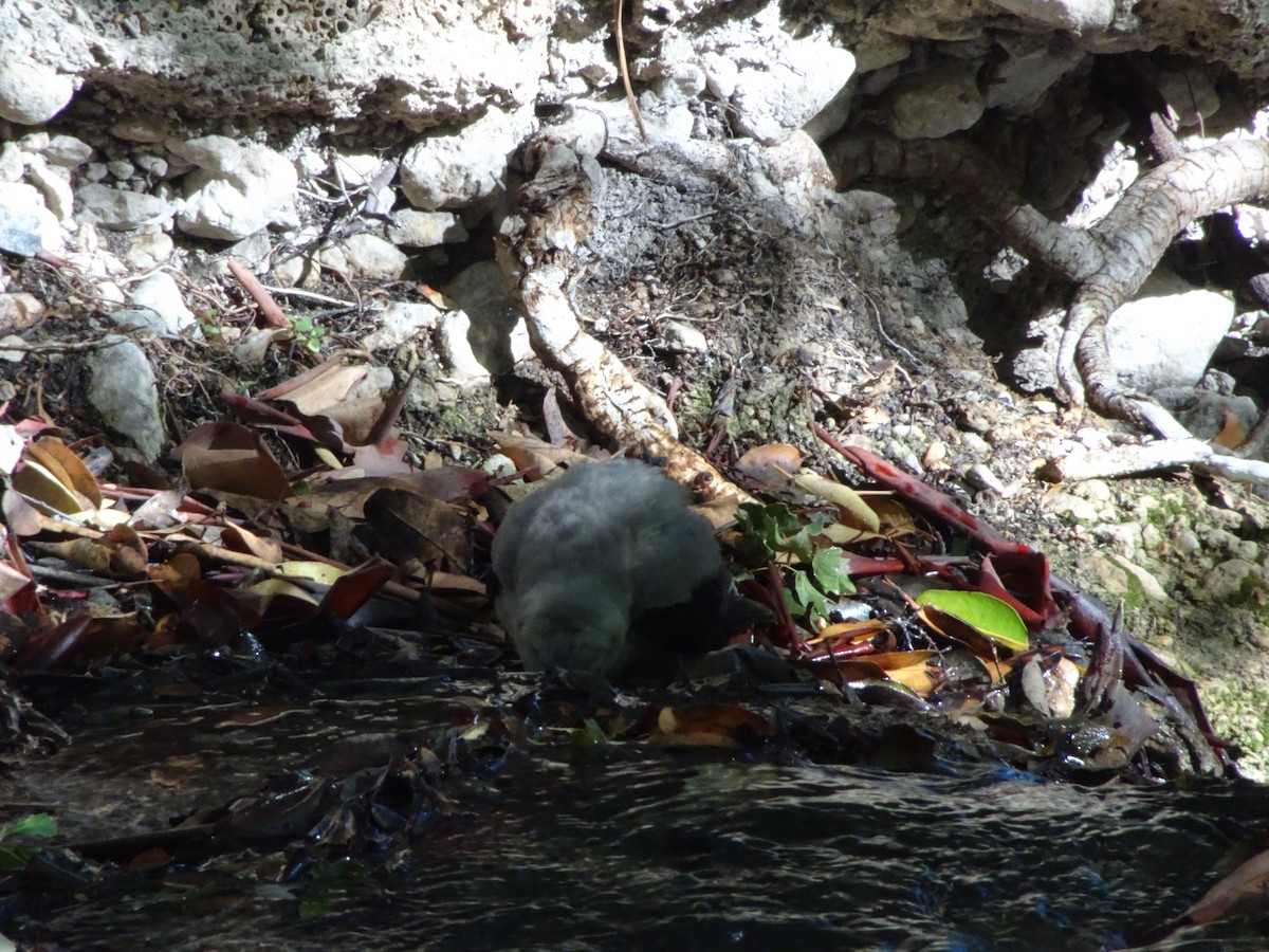 Clark's Nutcracker - ML610052890