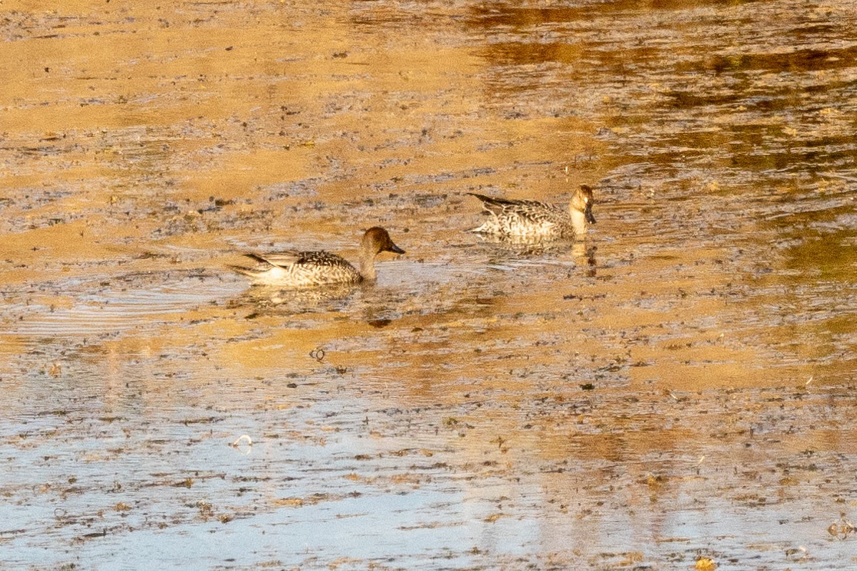 Northern Pintail - ML610052902