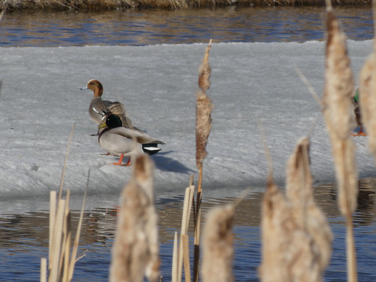 Eurasian Wigeon - ML610052978