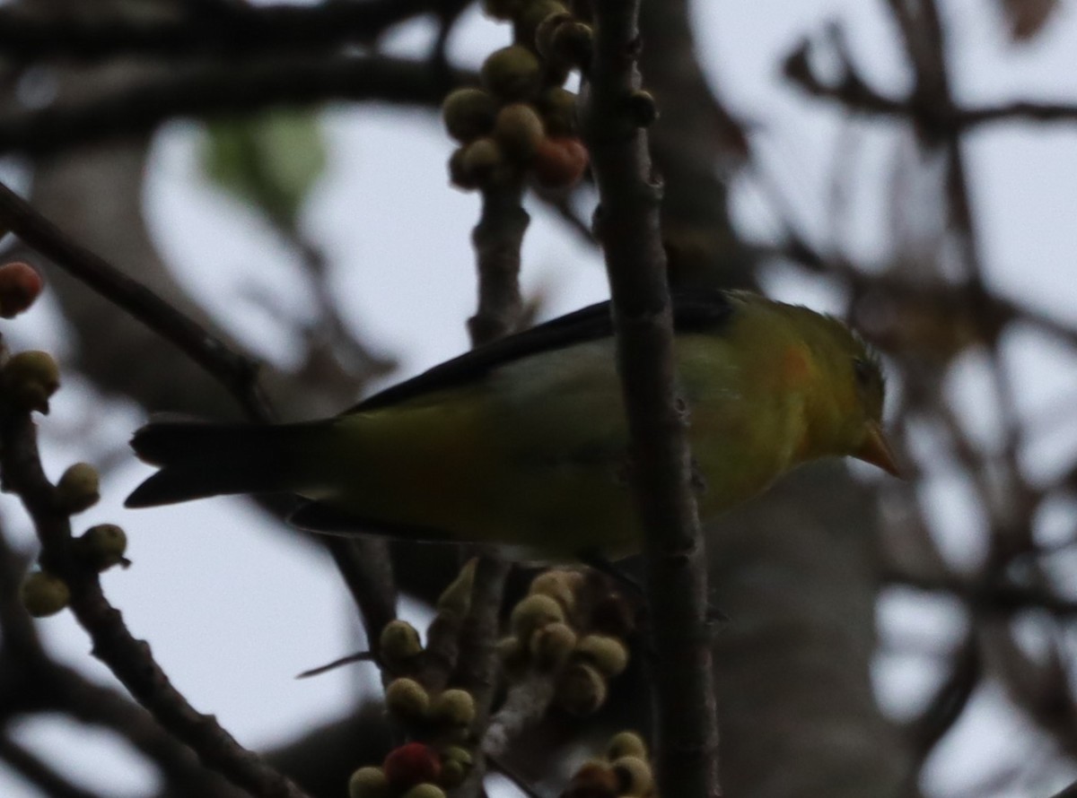 Summer Tanager - ML610052986