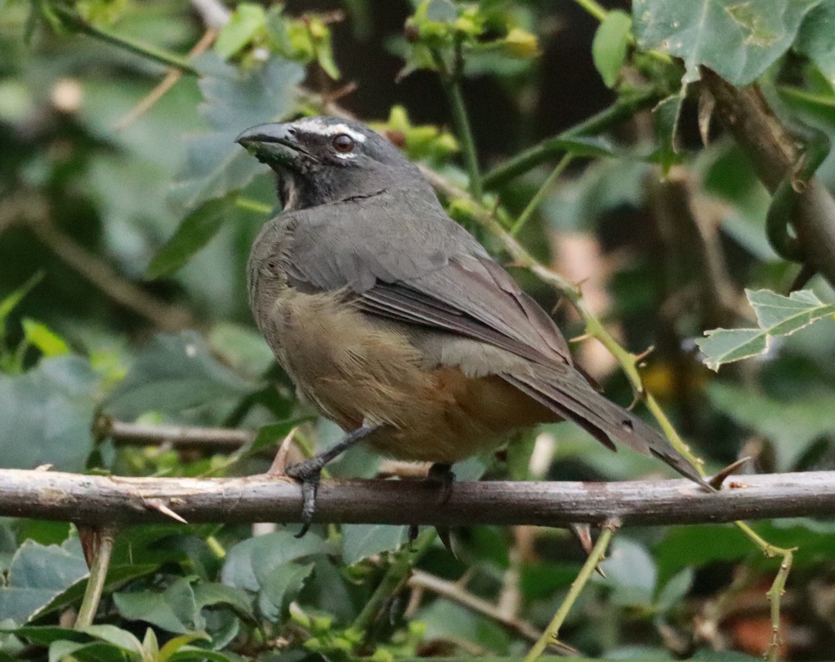 Cinnamon-bellied Saltator - Víctor Blanco Méndez