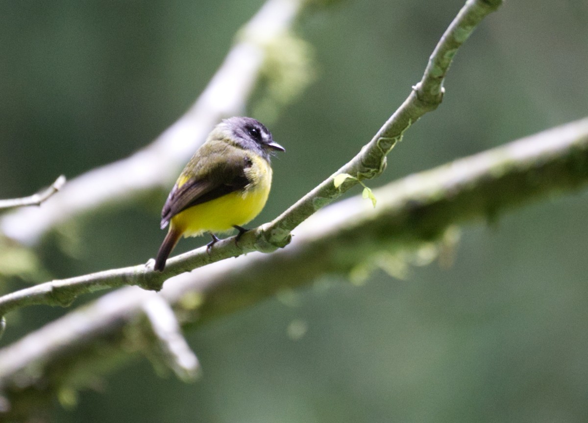 Yellow-bellied Chat-Tyrant - ML610052991