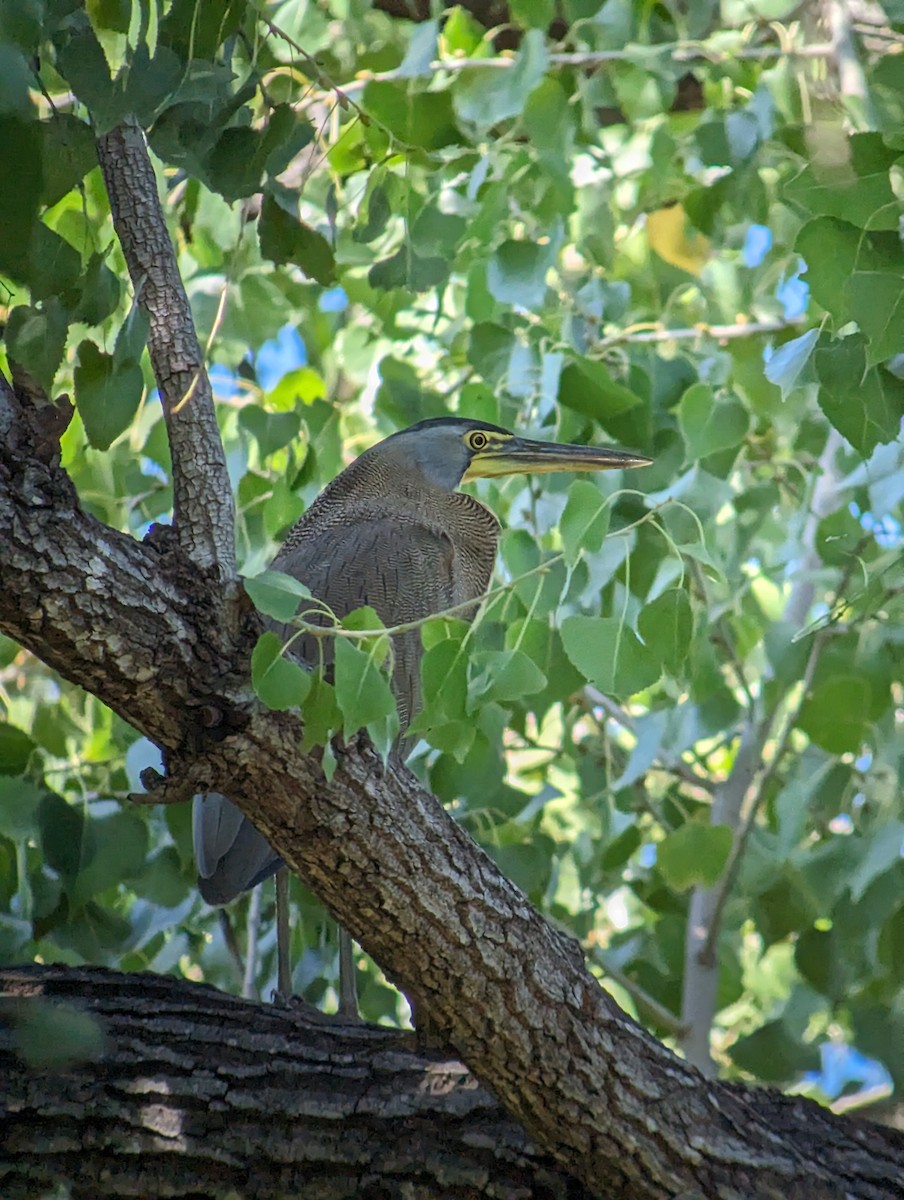 Bare-throated Tiger-Heron - Carlos Gonzalez