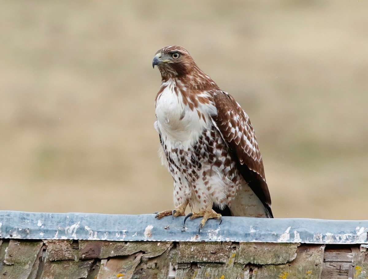 Red-tailed Hawk - ML610053032