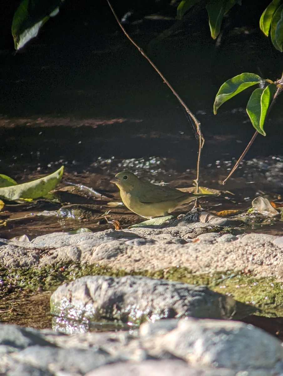 Painted Bunting - ML610053042