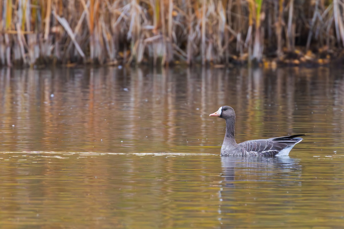 Greater White-fronted Goose - ML610053047