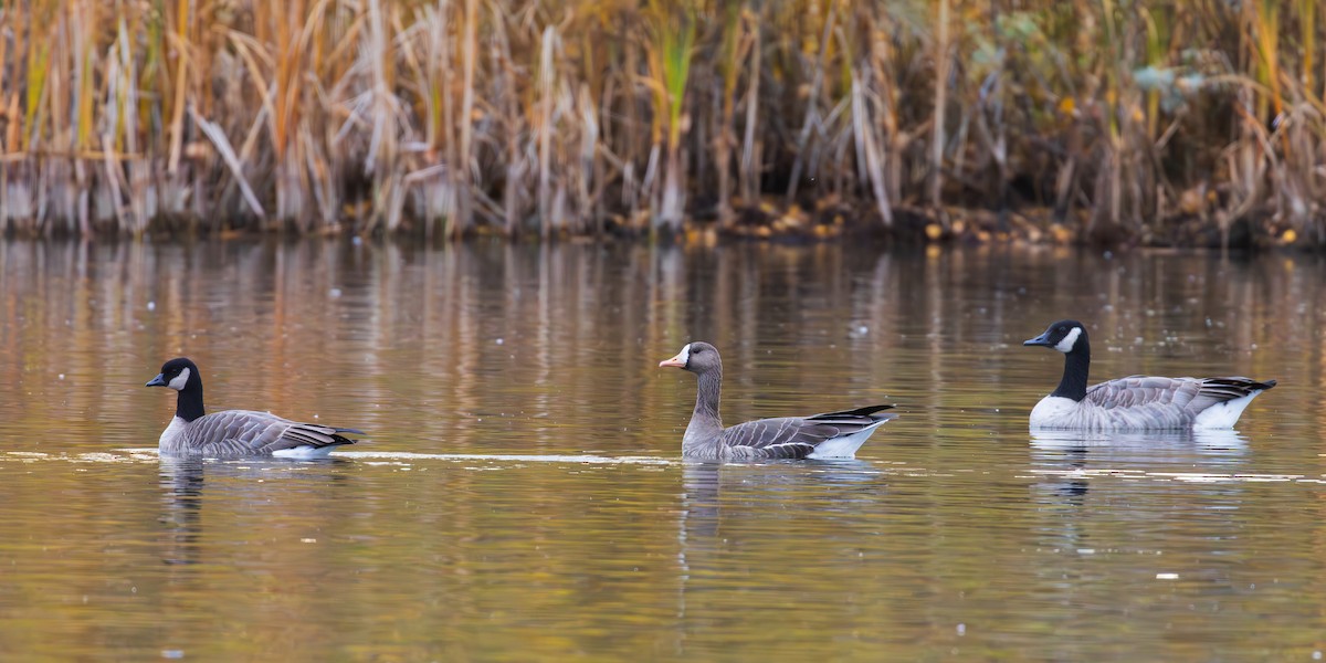Greater White-fronted Goose - ML610053048