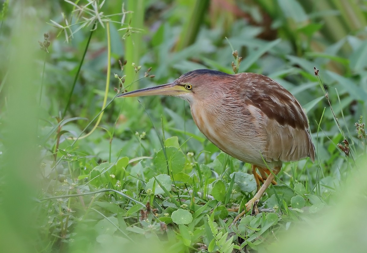 Yellow Bittern - ML610053061