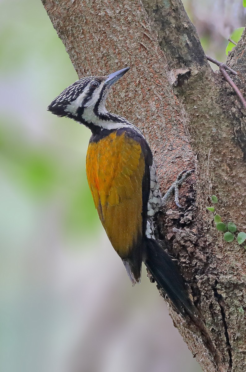 Common Flameback - ML610053066