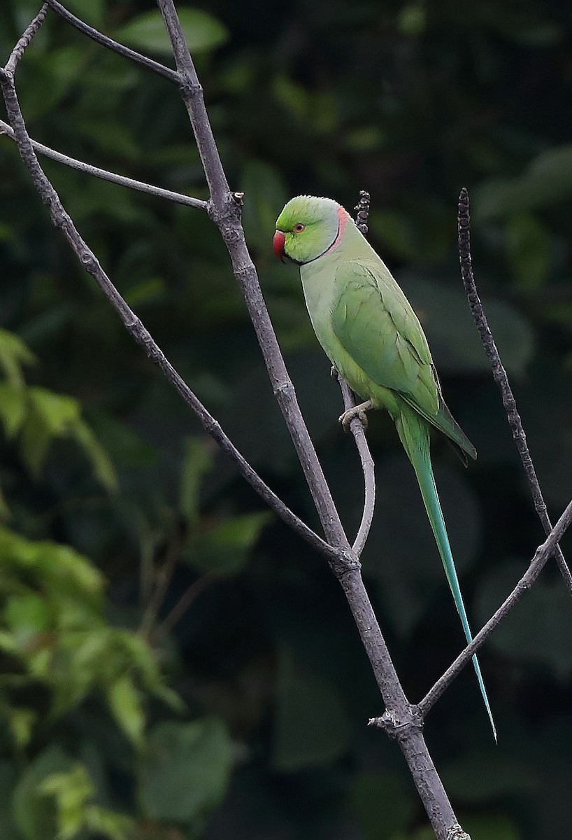 Rose-ringed Parakeet - ML610053068