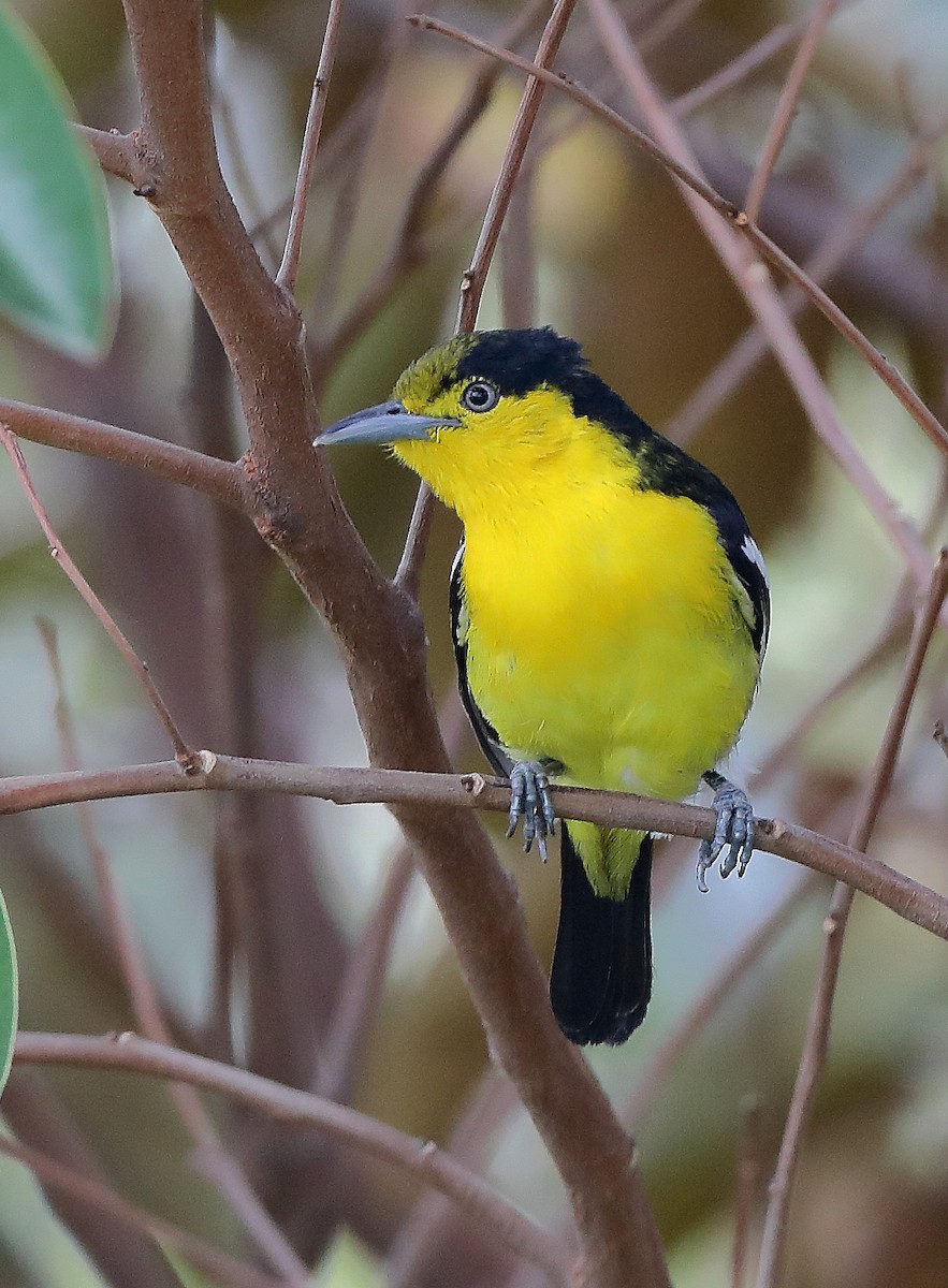 Common Iora - ML610053070