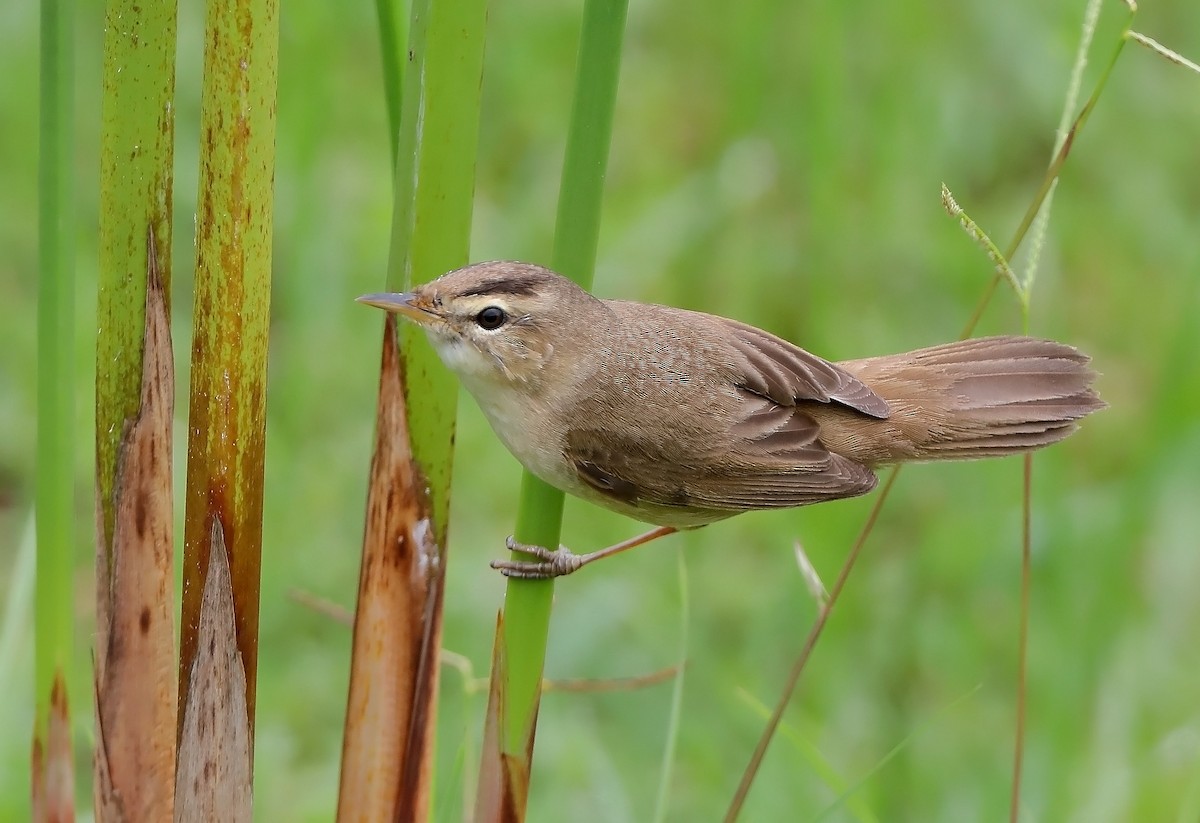 Black-browed Reed Warbler - ML610053076