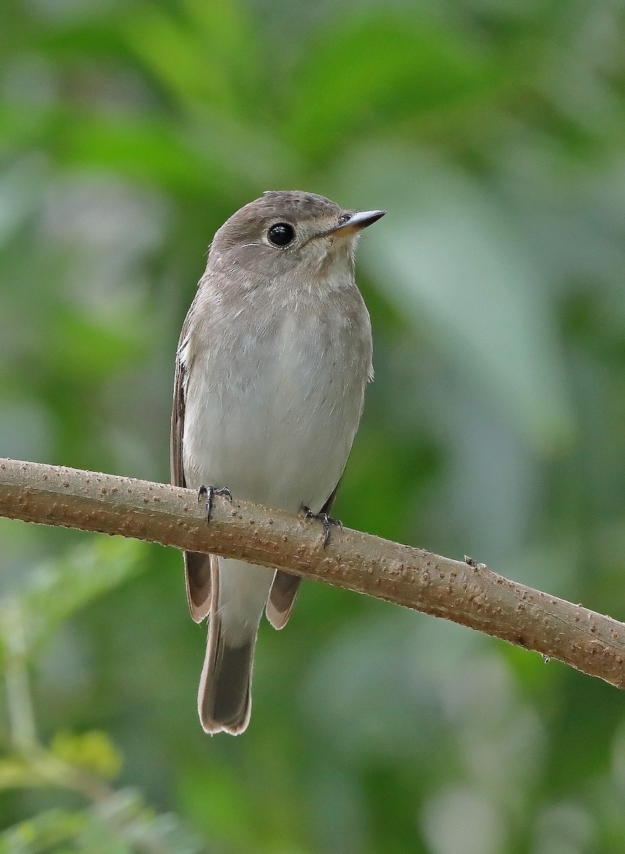 Asian Brown Flycatcher - ML610053077