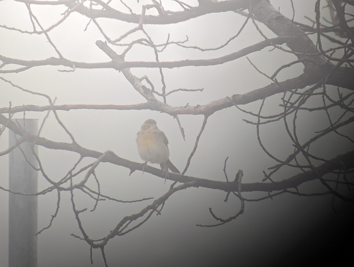 Dickcissel - ML610053086