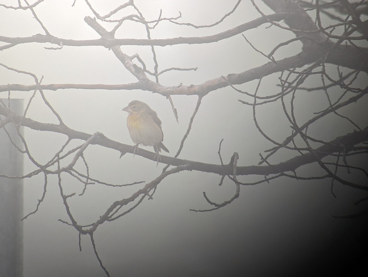 Dickcissel - ML610053087