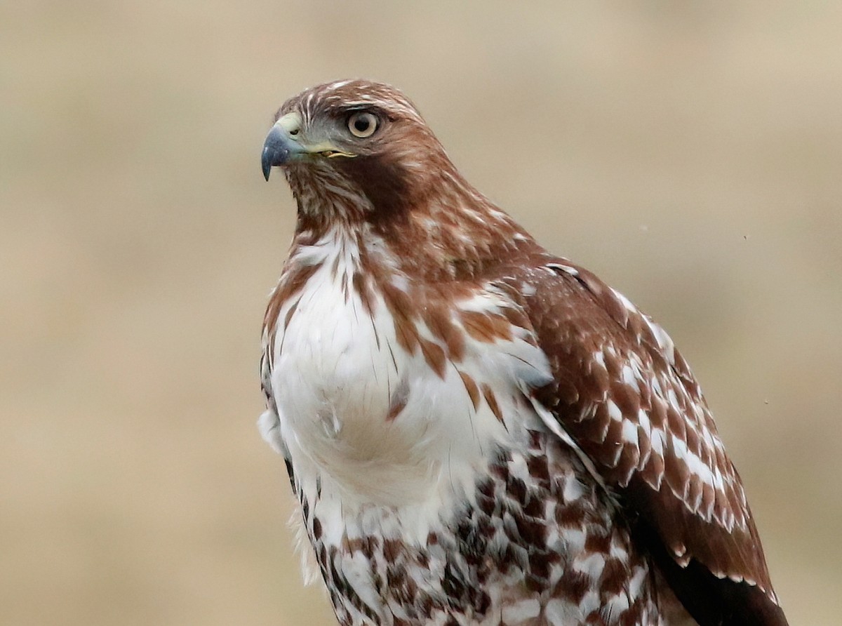 Red-tailed Hawk - ML610053088