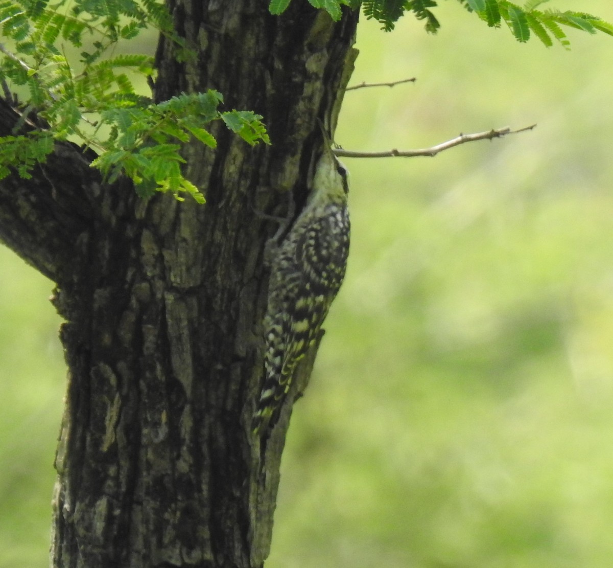 Indian Spotted Creeper - ML610053101