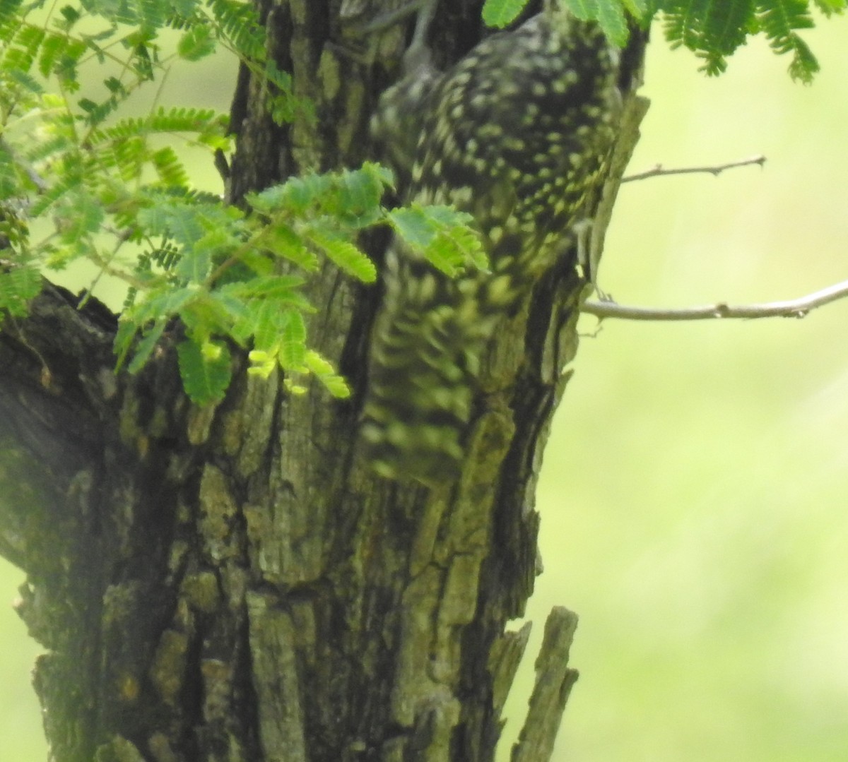 Indian Spotted Creeper - ML610053104