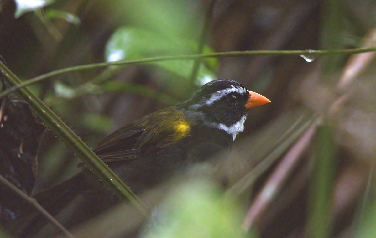 Orange-billed Sparrow - Tim Hoo