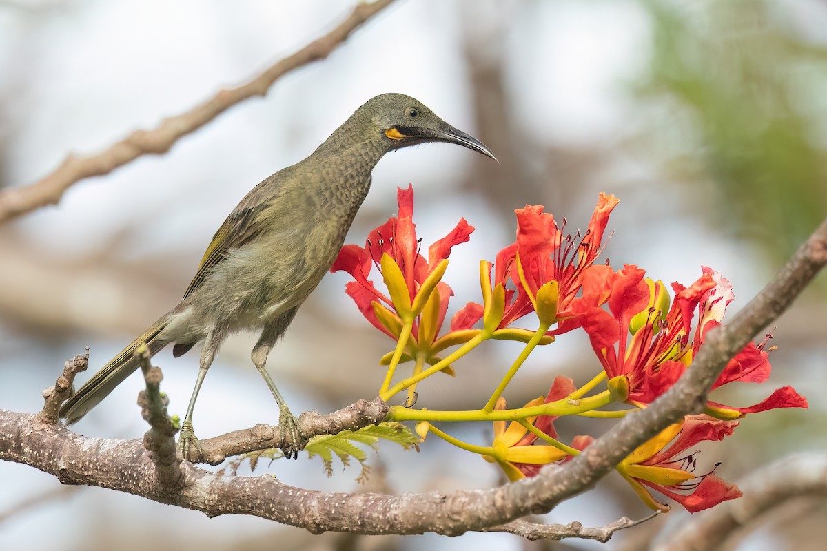 Western Wattled-Honeyeater - David Irving