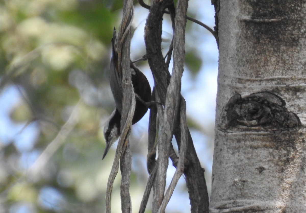 Indian Nuthatch - ML610053123